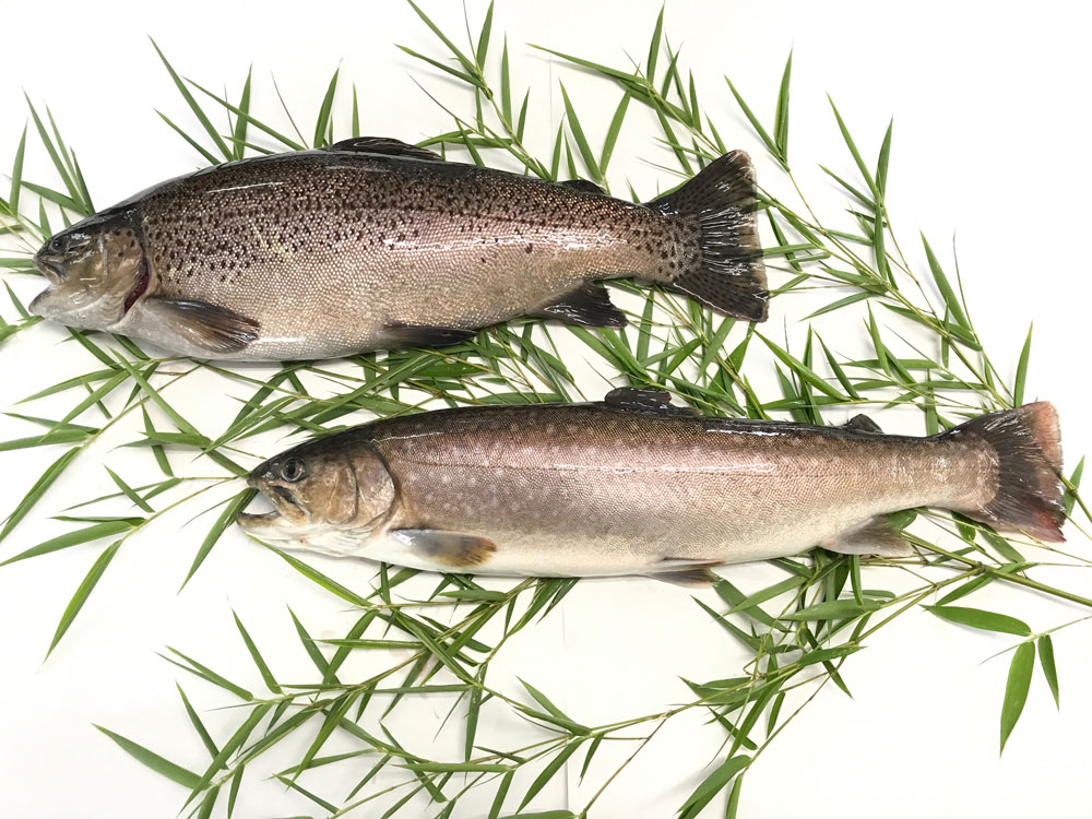 養殖魚